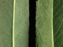 Salix purpurea. Lower (left) and upper leaf surfaces.
 Image: D. Glenny © Landcare Research 2020 CC BY 4.0